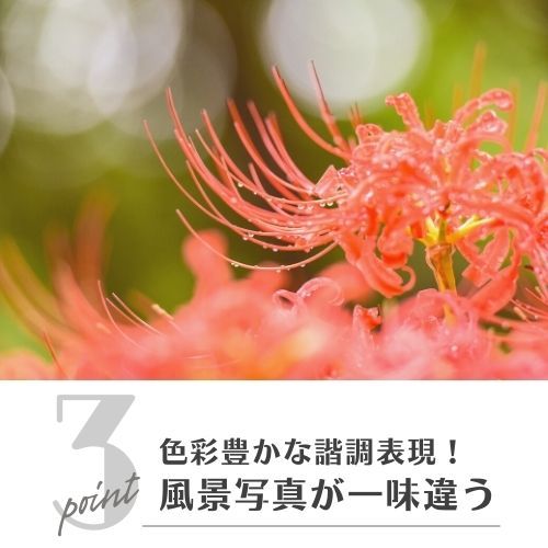Z5 24-50 レンズキット