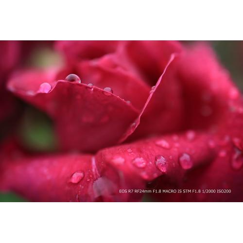 RF24mm F1.8 マクロ IS STM